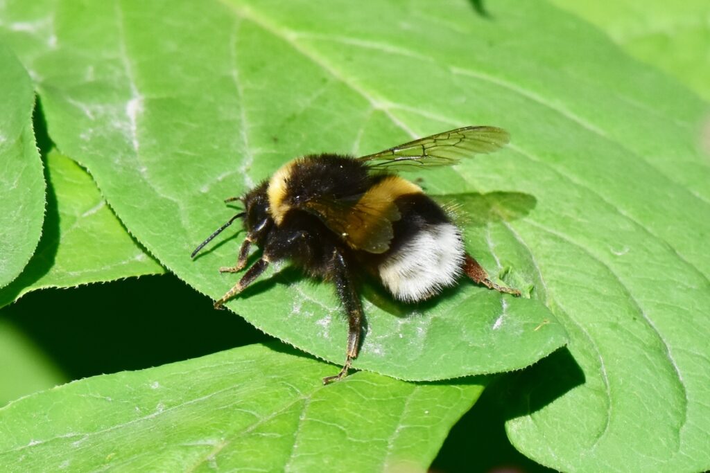 Čmeliak hájový - Bombus lucorum