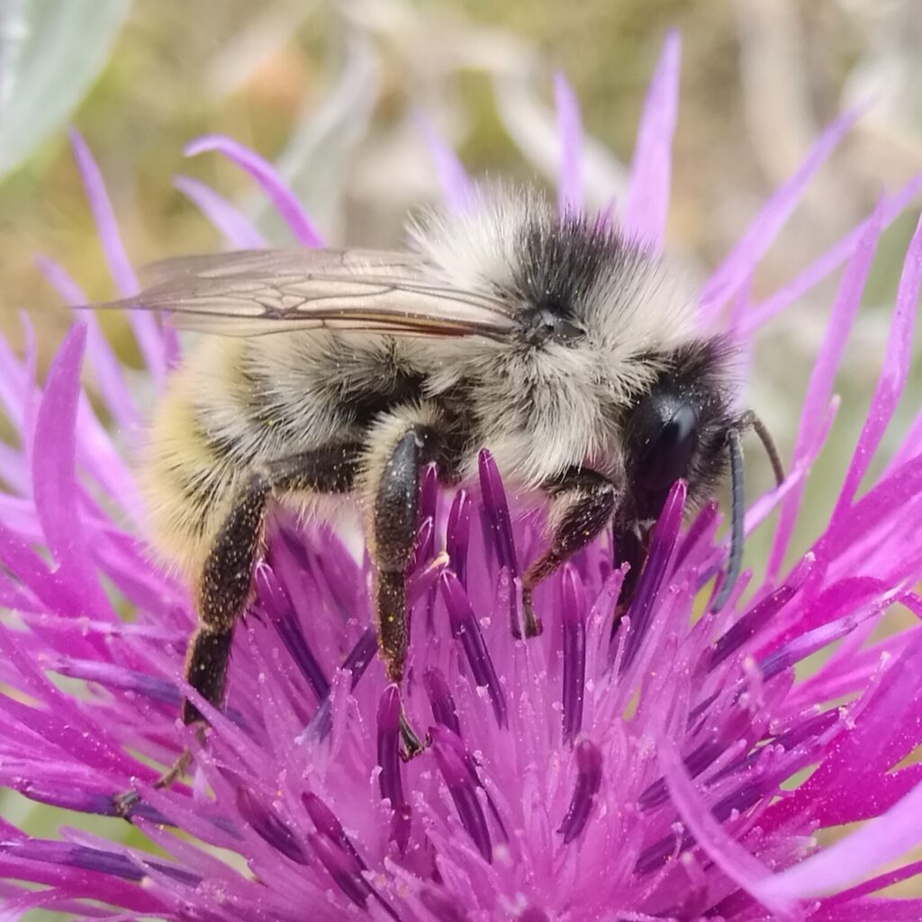 Bombus mesomelas