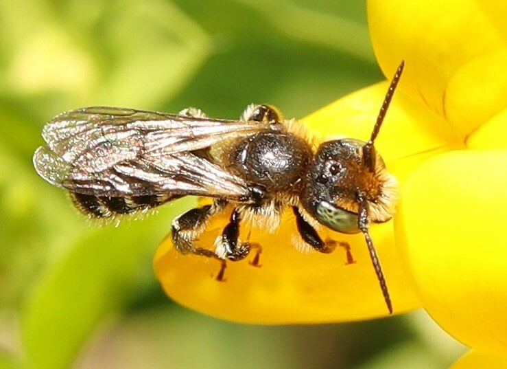 Hoplitis leucomelana , samec