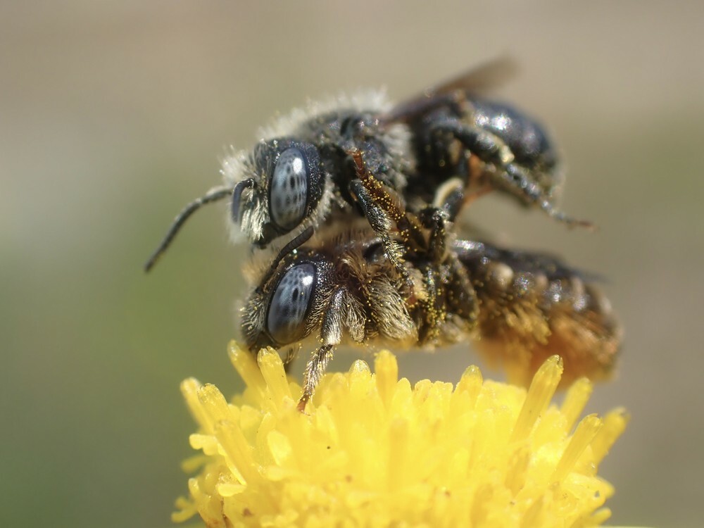 Osmia spinulosa, samec a samička