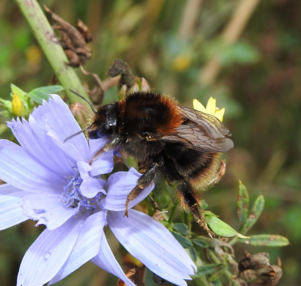 Čmeliak premenlivý - Bombus humilis