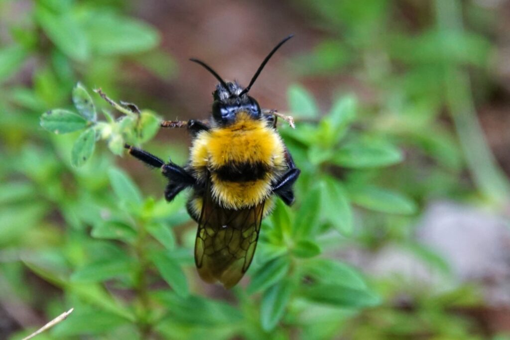 Čmeliak Bombus argillaceus