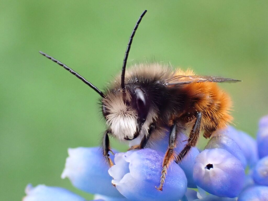 Osmia cornuta, murárka rohatá