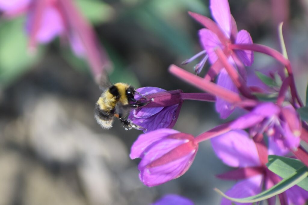 čmeliak drobný , Bombus jonellus