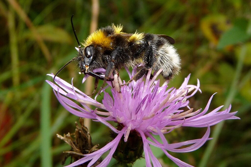 Čmeliak záhradný - Bombus hortorum