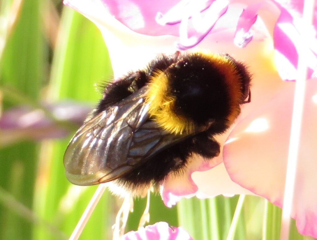 Čmeliak humnový - Bombus ruderatus