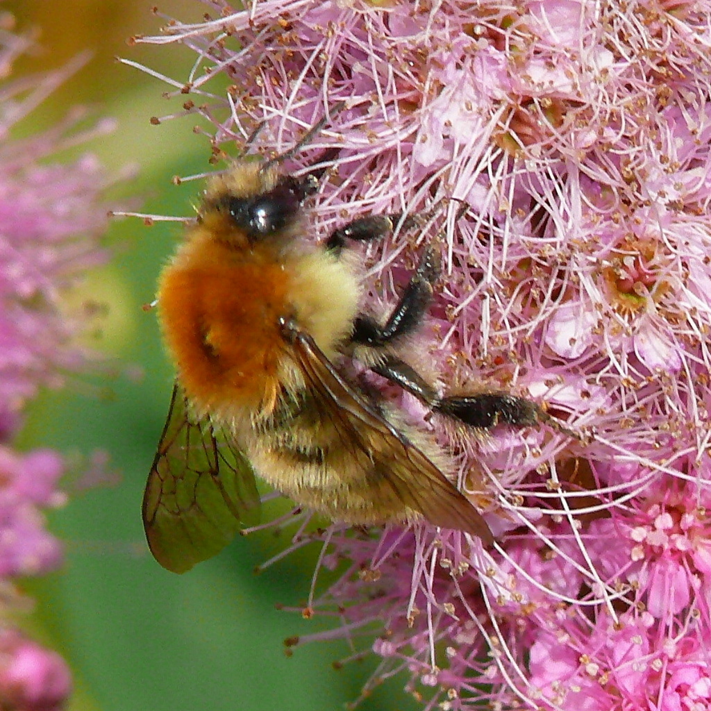 Čmeliak machový - Bombus muscorum