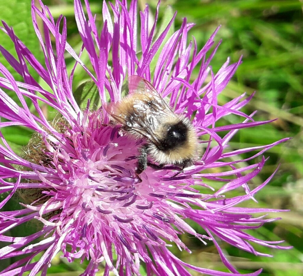 Čmeliak sivobiely - Bombus mucidus