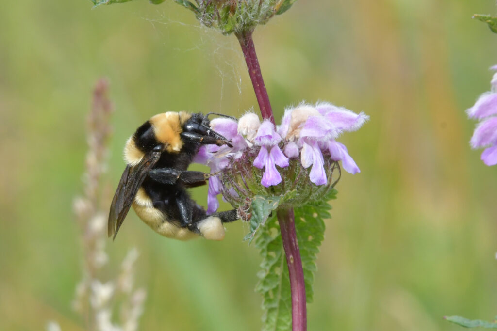 Čmeliak obrovský, Bombus fragrans