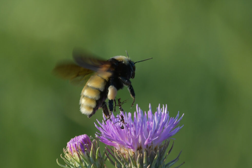 Bombus fragrans