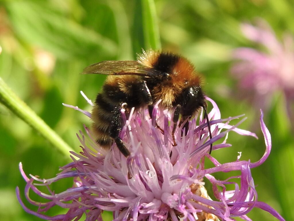 Bombus subterraneus