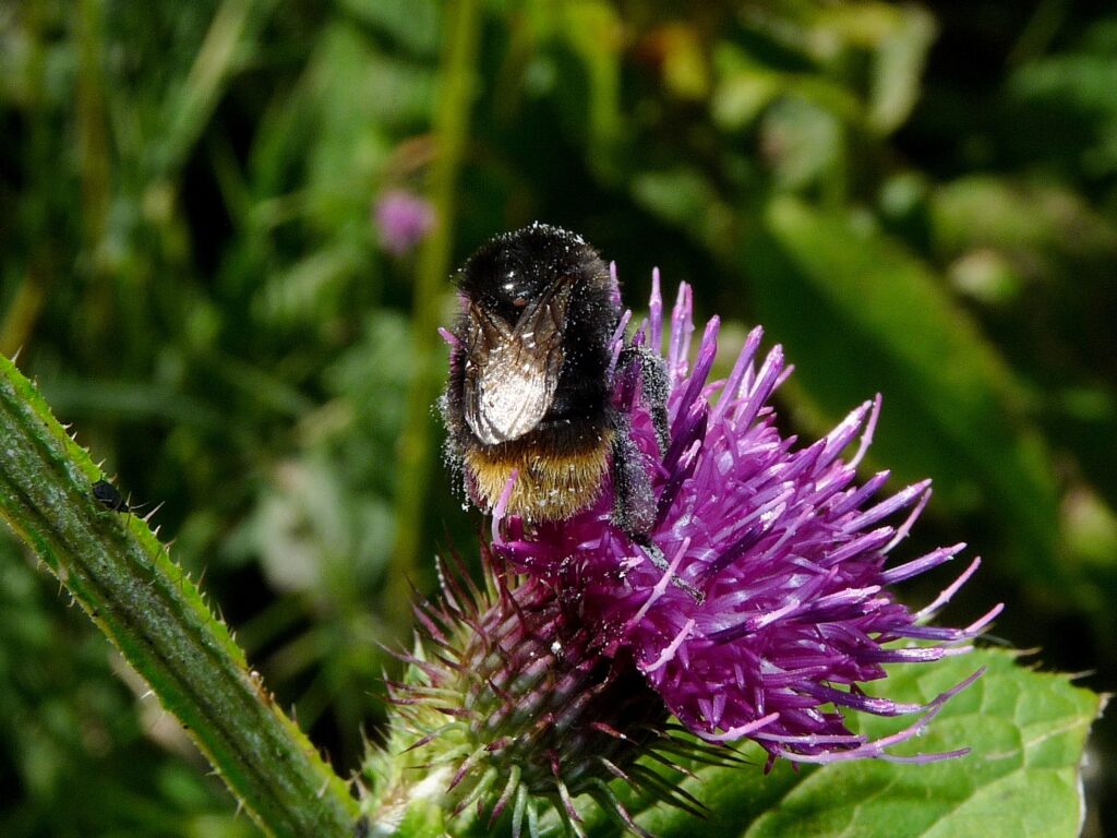 Čmeliak sorojský - Bombus soroensis