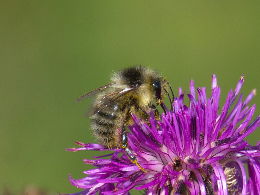 Čmeliak piesočný - Bombus veteranus