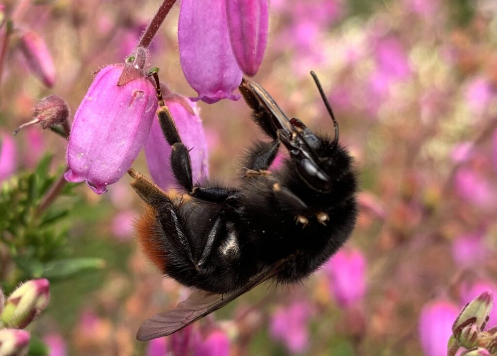 Čmeliaky , Bombus