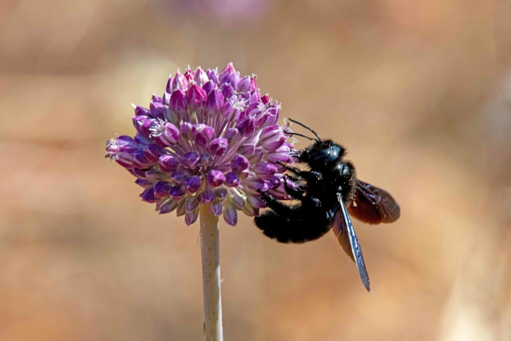 Drevár malý- Xlocopa iris