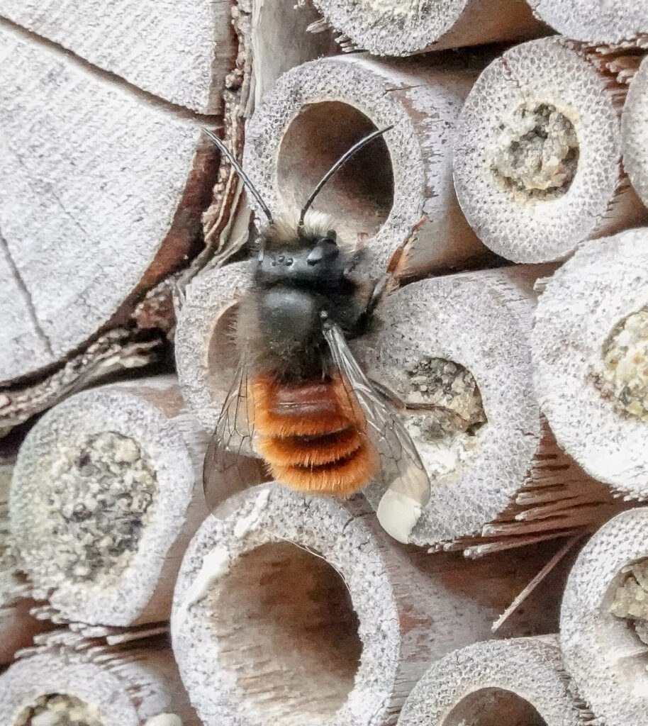 Hmyzí hotel osmia cornuta